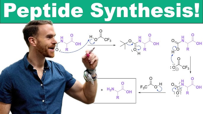 How Peptides Are Synthesized: From Amino Acids to Research Compounds